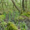 koele planten op zompige ondergrond