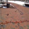 Squirrels on Lafayette Square